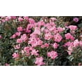 thumbnail image 2 of Knock Out Roses Pink Knock Out Rose 2 Gallon (Rosa) Powerful Pink Single Flowers Are Disease Resistant Live Outdoor Plant, 2 of 3