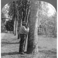 thumbnail image 2 of Rubber Tapping C1915. Ntapping A Rubber Tree In Brazil Photograph C1915. Poster Print by (18 x 24), 2 of 4