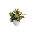 thumbnail image 1 of Plante artificielle de Lerman Decor, 1 of 2