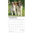 thumbnail image 4 of Saint Bernards | 2026 12x24" (Hanging) Wall Calendar | Plastic-Free | BrownTrout, 4 of 9