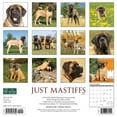 thumbnail image 2 of Just Mastiffs 2024 12 X 12 Wall Calendar (Calendar), 2 of 4
