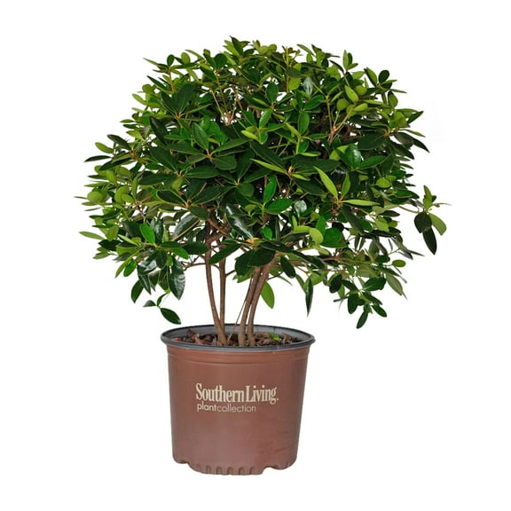 Southern Living Bigfoot Cleyera Live Shrub in 3-Gallon Grower Pot