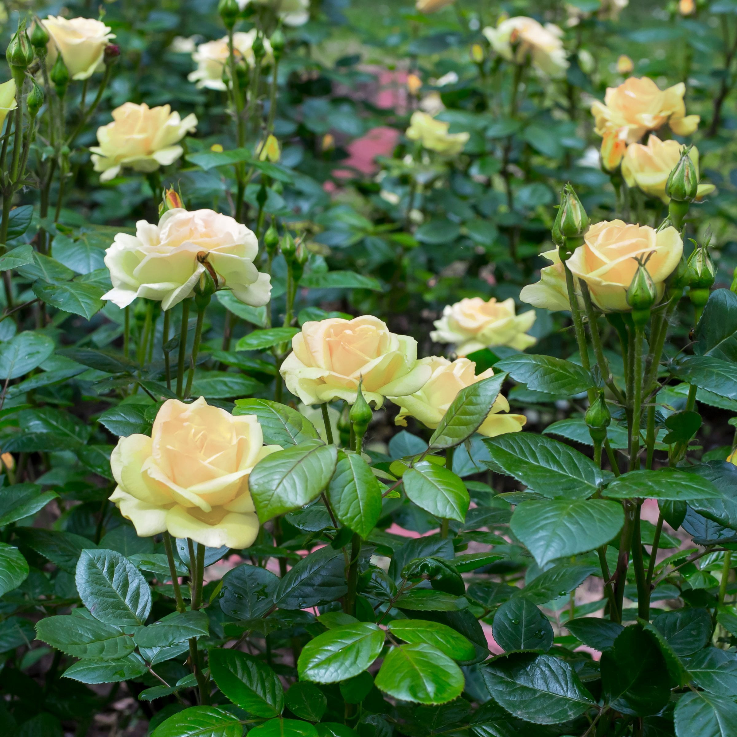 National Plant Network Bare Root Rose Mint Julep Hybrid Tea with Yellow-Green Flowers