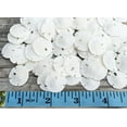 thumbnail image 2 of Real Sand Dollars 0.50" to 0.75" (Set of 50) Sand Dollar Shells Wedding Seashell for Crafts, 2 of 4