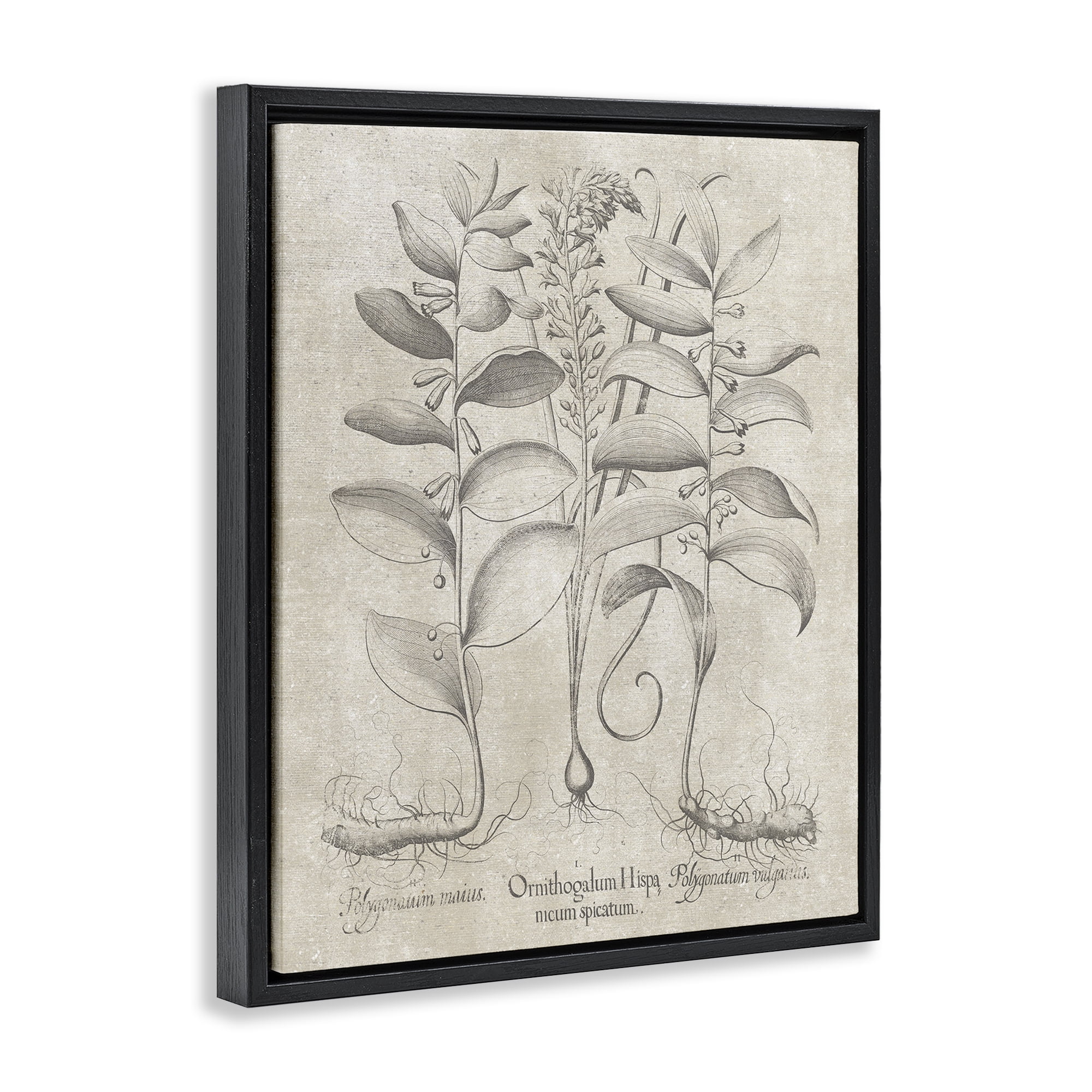Stupell Industries Vintage Botanical Herb Botanical & Floral Painting Black Floater Framed Art Print Wall Art, 17 x 21