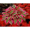 thumbnail image 3 of Breoudo Mix 200+ITSC&nbsp;Hosta Seeds (Shade-Tolerant Perennials) - Easy to Grow, Low Maintenance & High Ornamental Value for Gardens/Pots, 3 of 3