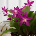 thumbnail image 2 of Rare Purple Christmas Cactus Plants Live, Purple Zygocactus Live Indoor Plant, 3 Inch Pot, Zones 10-12, 2 of 5