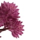 thumbnail image 5 of Plantas de Acuario de Plástico, Plantas de Acuario Decoraciones de Peceras, Planta Artificial de Acuario 17x6cm, 5 of 9