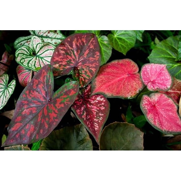 Mixed Color Caladium Bulbs, Fancy Mix, Easy to Grow, Colorful Mix, Perennial (20 Bulbs)