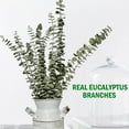 Dried Eucalyptus Branches Real 12 Pcs Natural Eucalyptus Stems Real