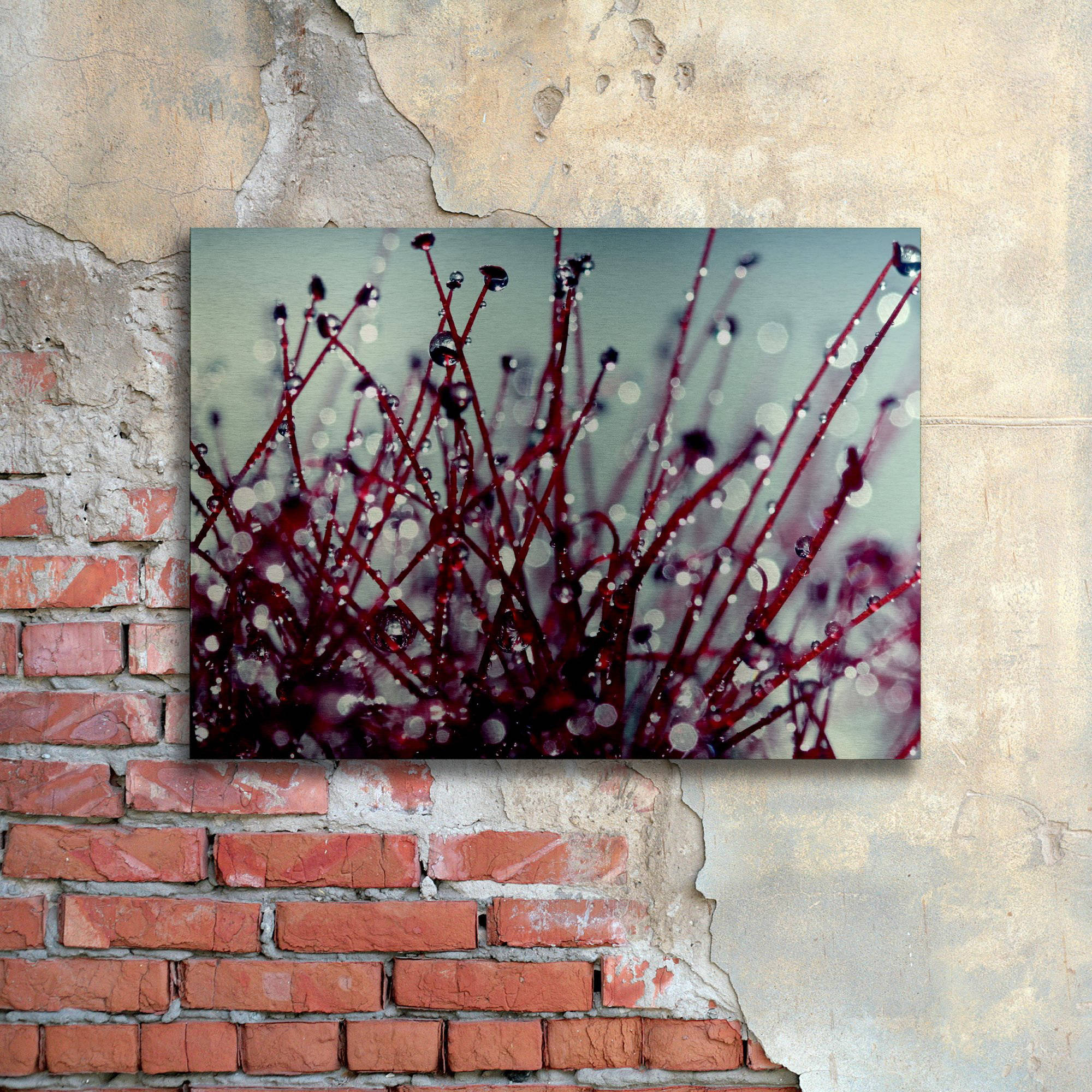 Trademark Fine Art "Morning Tunes" Brushed Aluminum Wall Art Art by Beata Czyzowska Young 16" x 22"