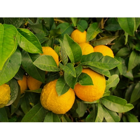 LAMINATED POSTER Growing Fruit Food Wild Tree Citrus Lemons Plant Poster Print 24 x (Best Food For Citrus Trees)