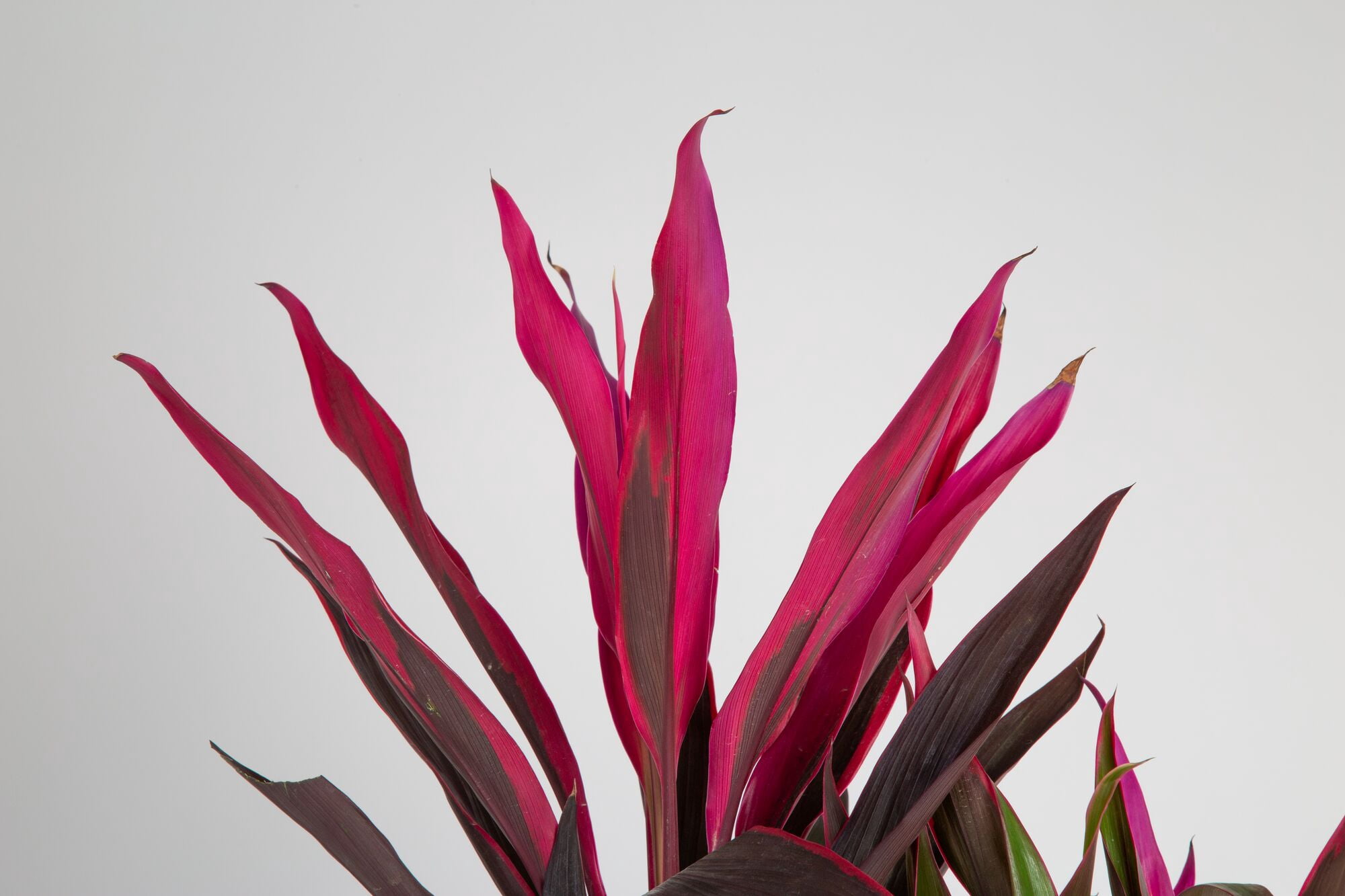 Expert Gardener Costa Farms Cordyline Live Outdoor Plant in 2 Gallon Grower Pot – Full Sun