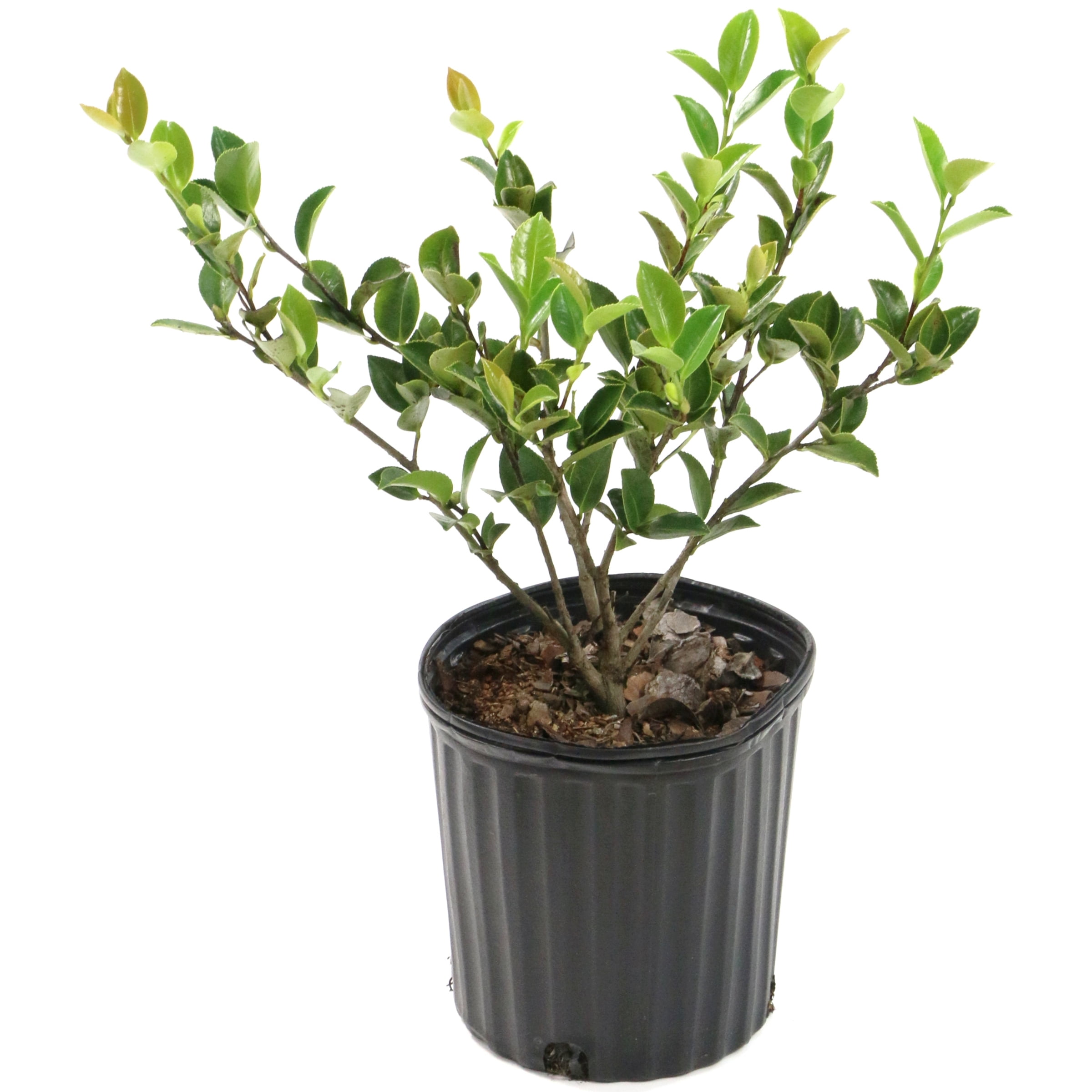 3 gal. Camellia Mine No Yuki Shrub with White Flowers