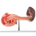 thumbnail image 3 of Axis Scientific Spleen, Pancreas and Duodenum Anatomy Model - Detailed Lymphatic System Anatomy Model for Gastroenterologists, Lympologists, Medical Students - Durable and Realistic, 3 of 6