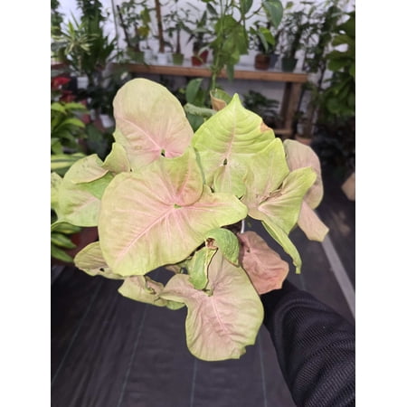 6 inch Pot -Syngonium Pink Candy House Plant- Get Similar