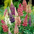 thumbnail image 2 of Better Homes & Gardens 1 Quart Lupine Multicolor Perennial Live Plants Outdoor Full Sun, 2 of 5