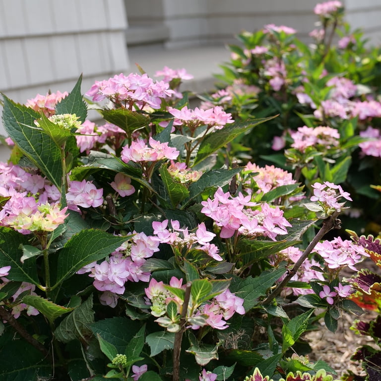 Proven Winners ColorChoice Let's Dance Can Do Hydrangea Live Shrub