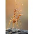 thumbnail image 2 of Mp, Hendy 17x24 Black Ornate Wood Framed with Double Matting Museum Art Print Titled - Dance Ants, 2 of 4