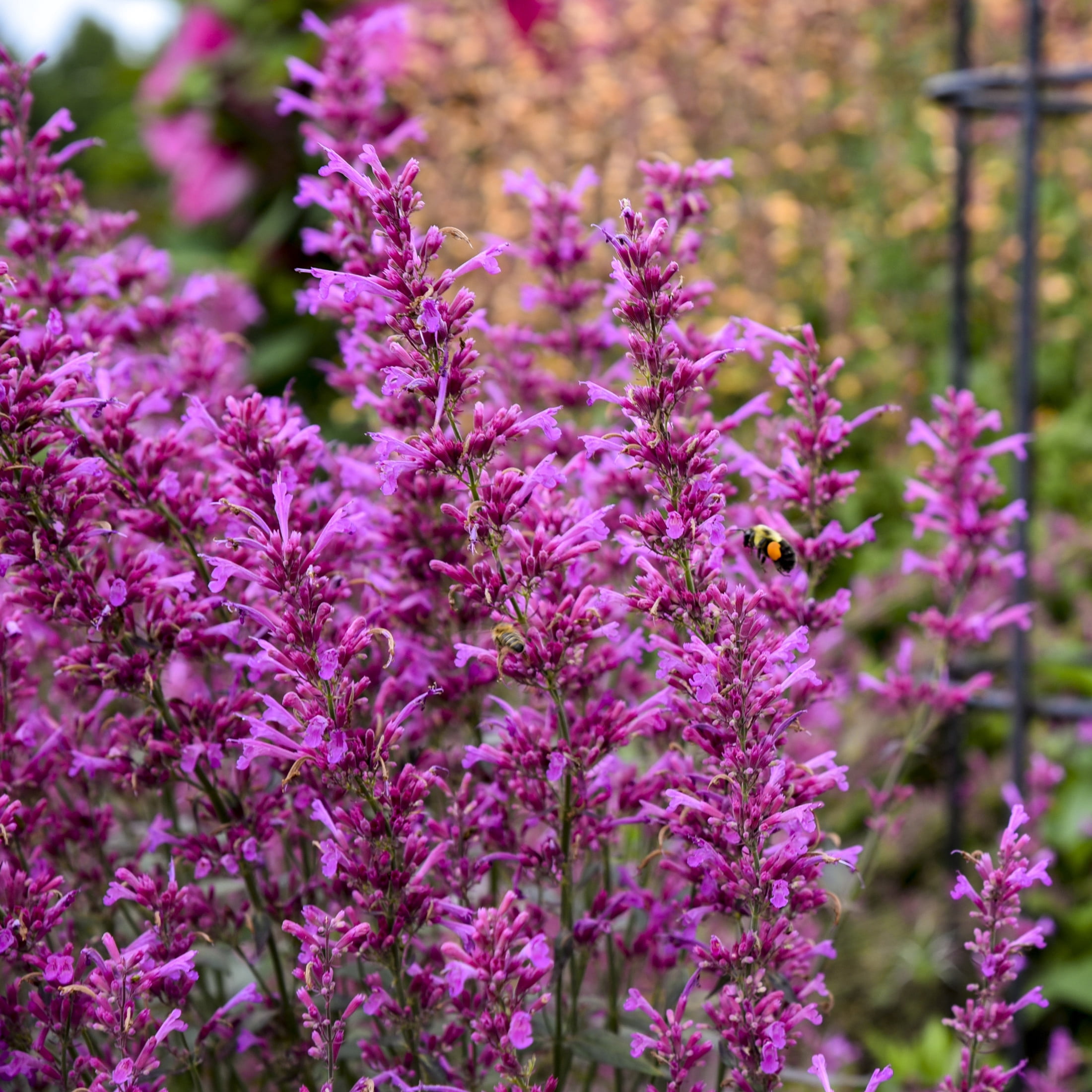 Proven Winners 6" Purple Meant to Bee 'Royal Raspberry' Anise Hyssop Live Plant in 6.5" Pot