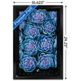 thumbnail image 3 of Succulents - Purple Wall Poster, 14.725" x 22.375", Framed, 3 of 5