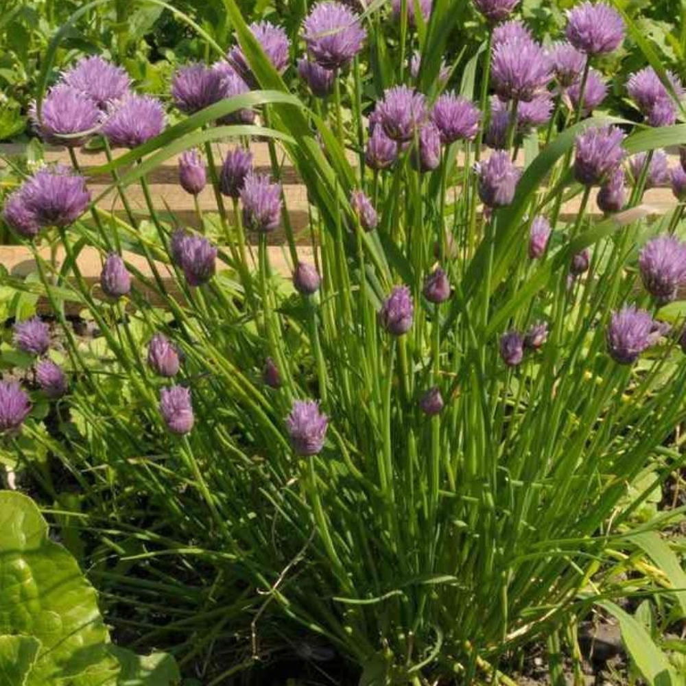 Set 10 Mature Chive Plants Live, Hardy Garlic Chives Live for Indoor Outdoor Garden, 3-5 Inch