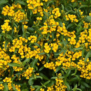 Set 2 Mexican Tarragon Plants Live, Tarragon Herb Plant, Tarragon Mint Bushes 5 to 7 Inch Tall