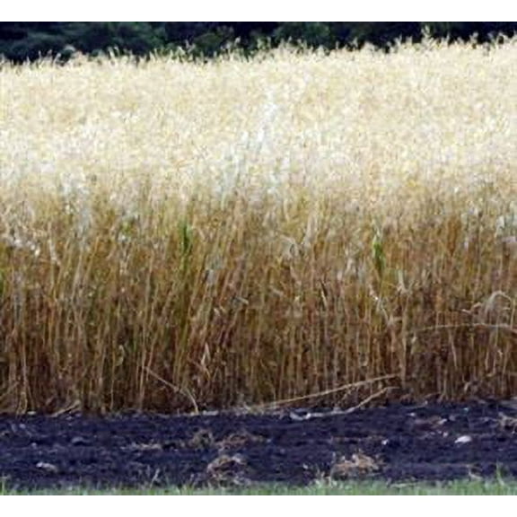 Coker 227 Oats Seed - 20 Lbs.