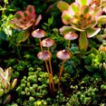 thumbnail image 2 of Yuarrent Conjunto de bonsái con forma de hongo pequeño, decoración única para jardín, simulación de bonsái con forma de hongo de metal. Jardín y Patio, 2 of 6