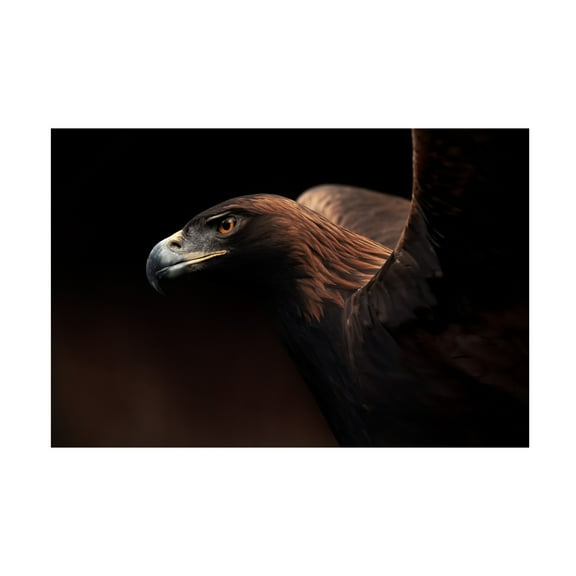 Canvas Wall Art - Eiji Itoyama 'Golden Eagle Portrait' Wall Art for Living Room, Bedroom, or Office D?cor by Trademark Fine Art - 19 x 12 Inches