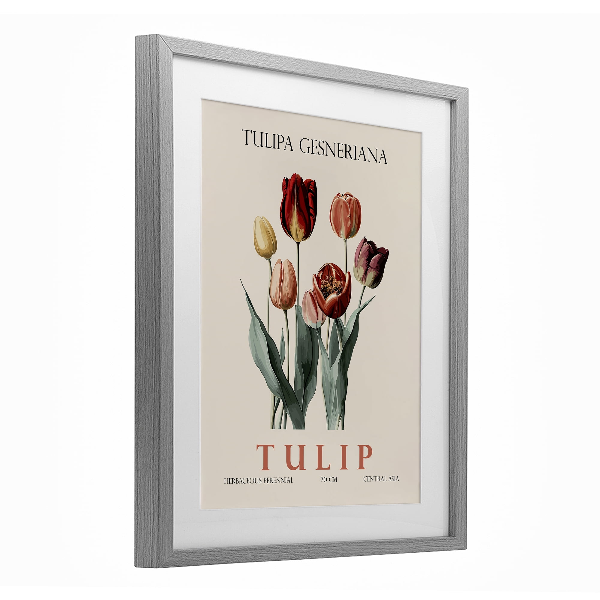 Stupell Industries Natural Tulip Bundle Gray Framed Print Under Glass, design by Christopher Giampietro