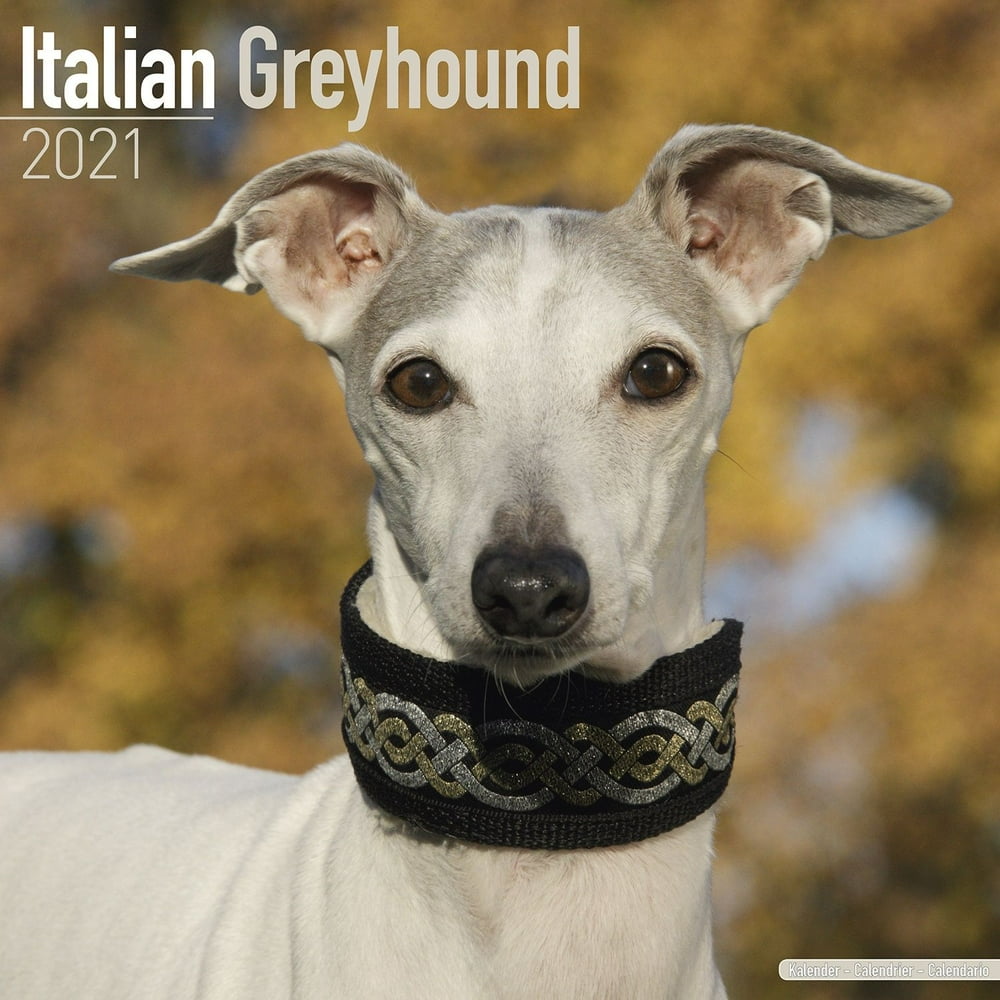 Italian Greyhound Calendar 2021 Italian Greyhound Dog Breed Calendar