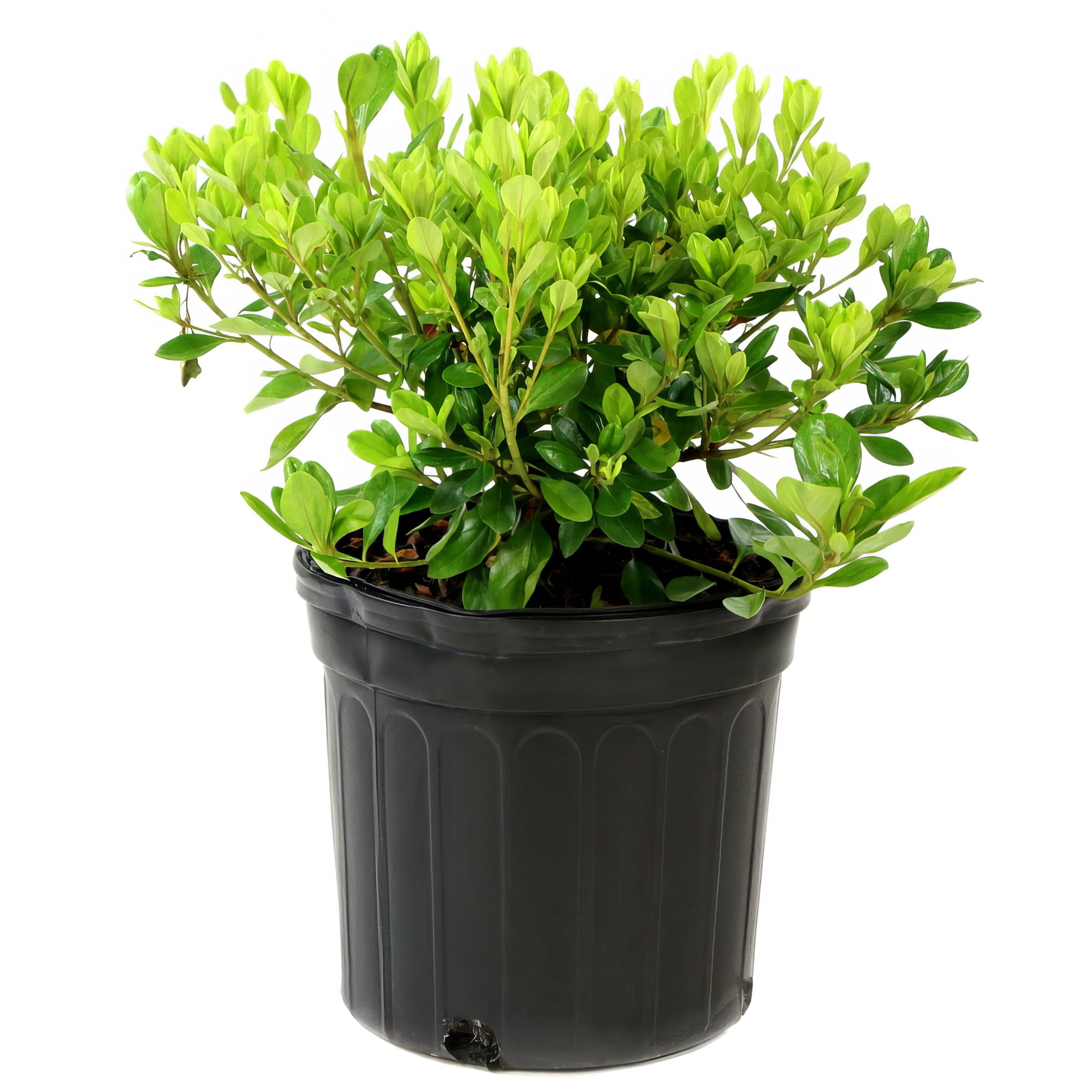 National Plant Network 3 gal. Hershey Red Azalea Shrub with Red Flowers