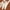 Brown, variant on Wish Me Luck Men's & Big Men's Lucky Traveler Graphic Hoodie Sweatshirt, Sizes S-3XL