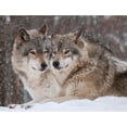 thumbnail image 1 of Kit de Algodón 3 Hebras Bordado Punto Cruz Nieve 11CT Cgtredaw, 1 of 9