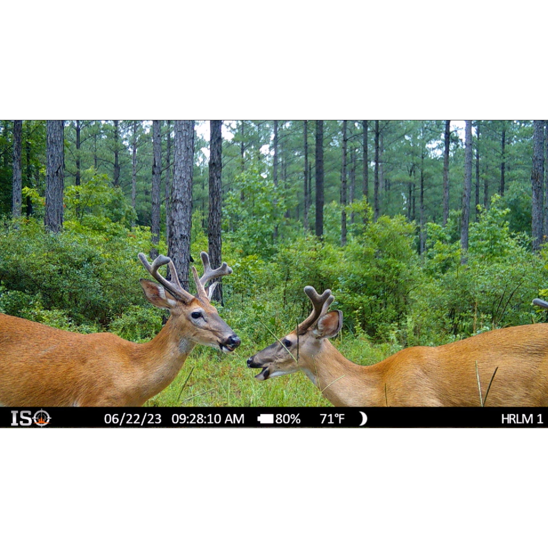 Shadow Cellular Trail Camera