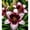 D, variant on Daylily Bulbs, Mixed Hemerocallis Bare Root Plants, Perennial Flower Roots for Garden Beds, Borders, Patio Containers
