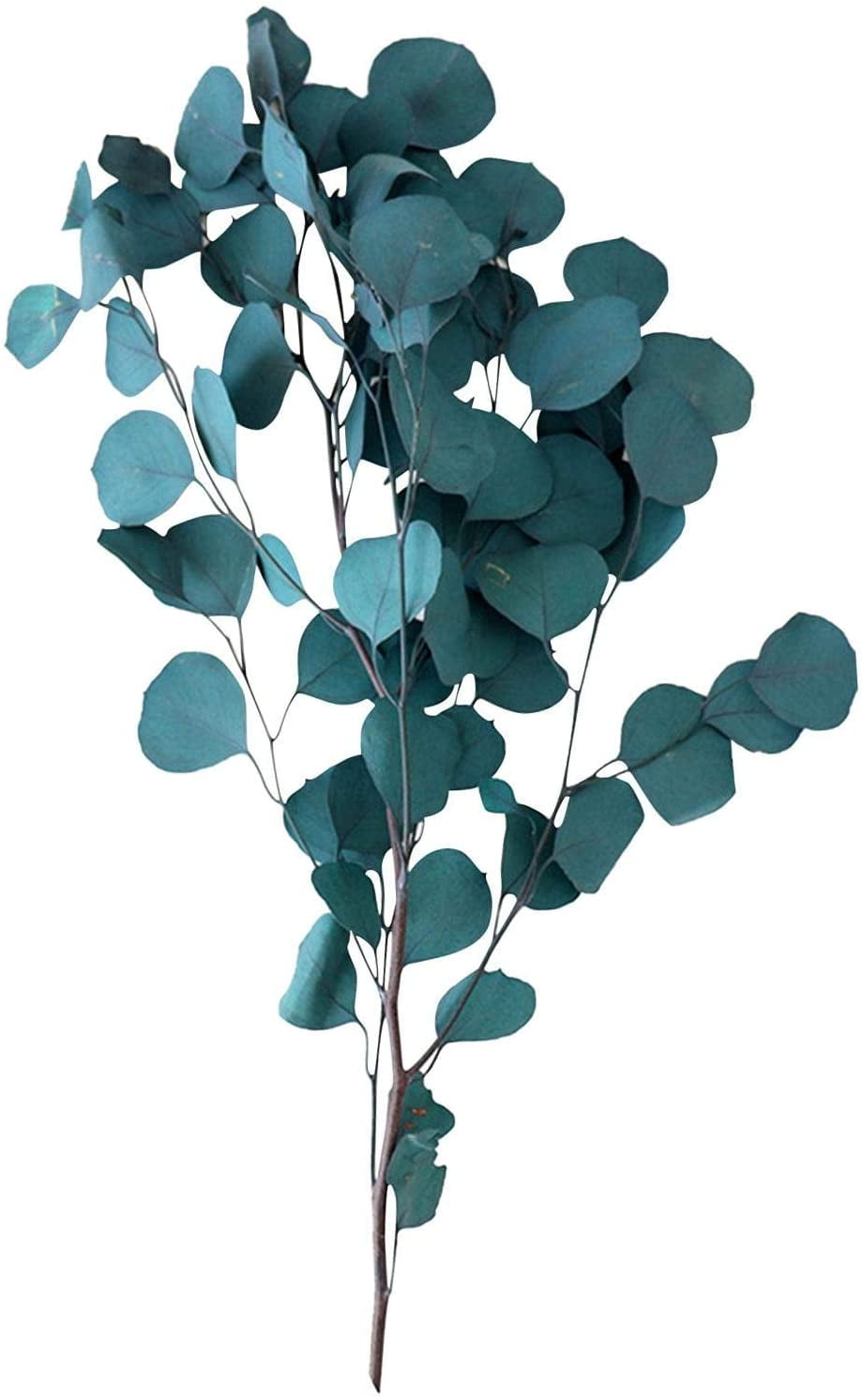 5 Pcs Dried Flower Natural Eucalyptus Branches Plants Eternal Leaves Home Decor 