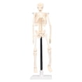 thumbnail image 2 of Modelo De Esqueleto, Modelo De Esqueleto Humano De Anatomía Ligera Y Flexible De 42 Cm Desmontable Para La Facultad De Medicina, 2 of 7