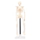 thumbnail image 2 of Modelo de esqueleto didáctico ANGGREK esqueleto humano de anatomía PVC 42 cm, 2 of 8