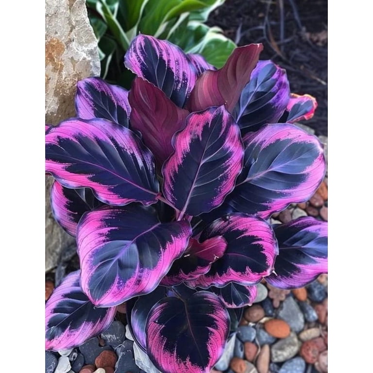 25 Purple Tip Calathea Couture Flower Seeds for Planting - Exotic Tropical  Foliage for Home & Garden - Indoor or Outdoor Beautiful Plant