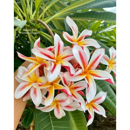10 Madam Poni Plumeria Seeds Plants Flower Flowers Perennial Seed P-4 US Sell 10 Madam Poni Plumeria Seeds Plants Flower Flowers Perennial Seed P-4 US Sell