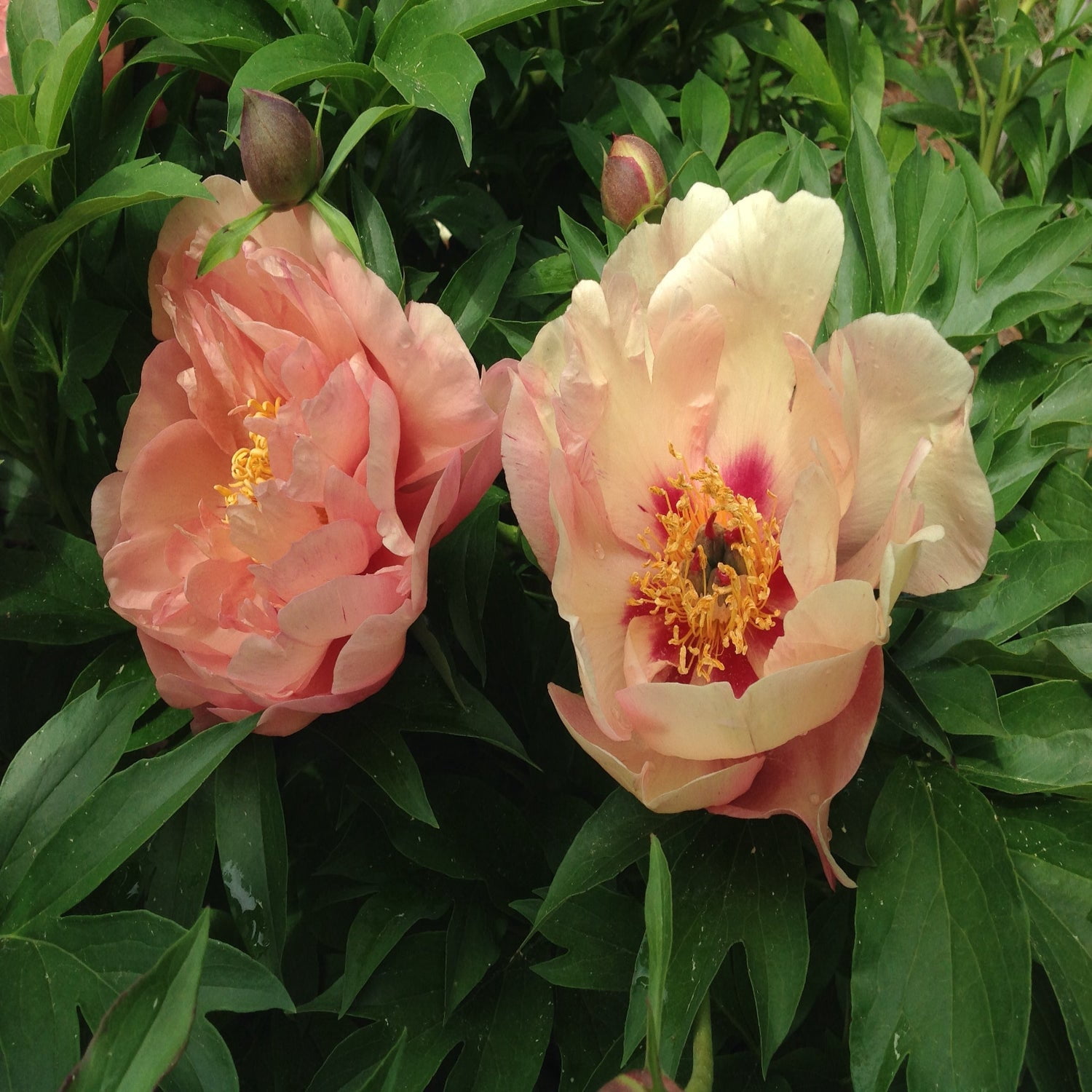 Expert Gardener 12-18" Peony Summer Sunset™ Live Tree in 1 gal. Grower Pot