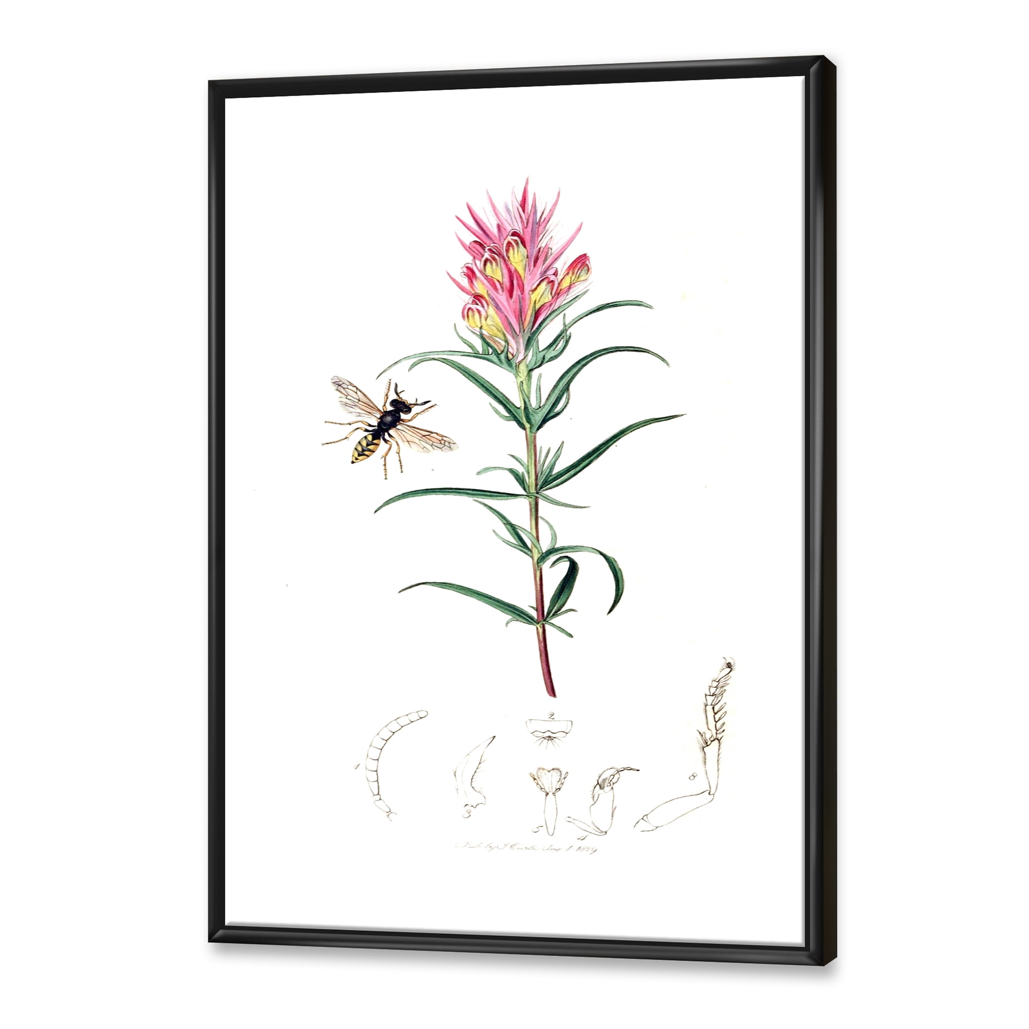 Designart 'Ancient Insects and Plants I' Farmhouse Framed Canvas Wall Art Print