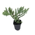thumbnail image 2 of San Jose Juniper - 10 Live Plants - Juniperus Chinensis - Drought Tolerant Cold Hardy Evergreen Ground Cover, 2 of 7