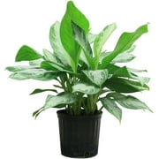 Costa Farms Live Indoor 2ft. Tall Green Chinese Evergreen, Indirect Sunlight, Plant in 10in. Grower Pot