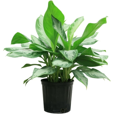 Costa Farms Live Indoor 24in. Tall Multi-color Chinese Evergreen, Aglaonema; Medium, Indirect Light Plant in 10in. Grower Pot