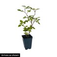thumbnail image 4 of Sweet Hips Rugosa Rose Potted Starter Plant (1-Pack), 4 of 4