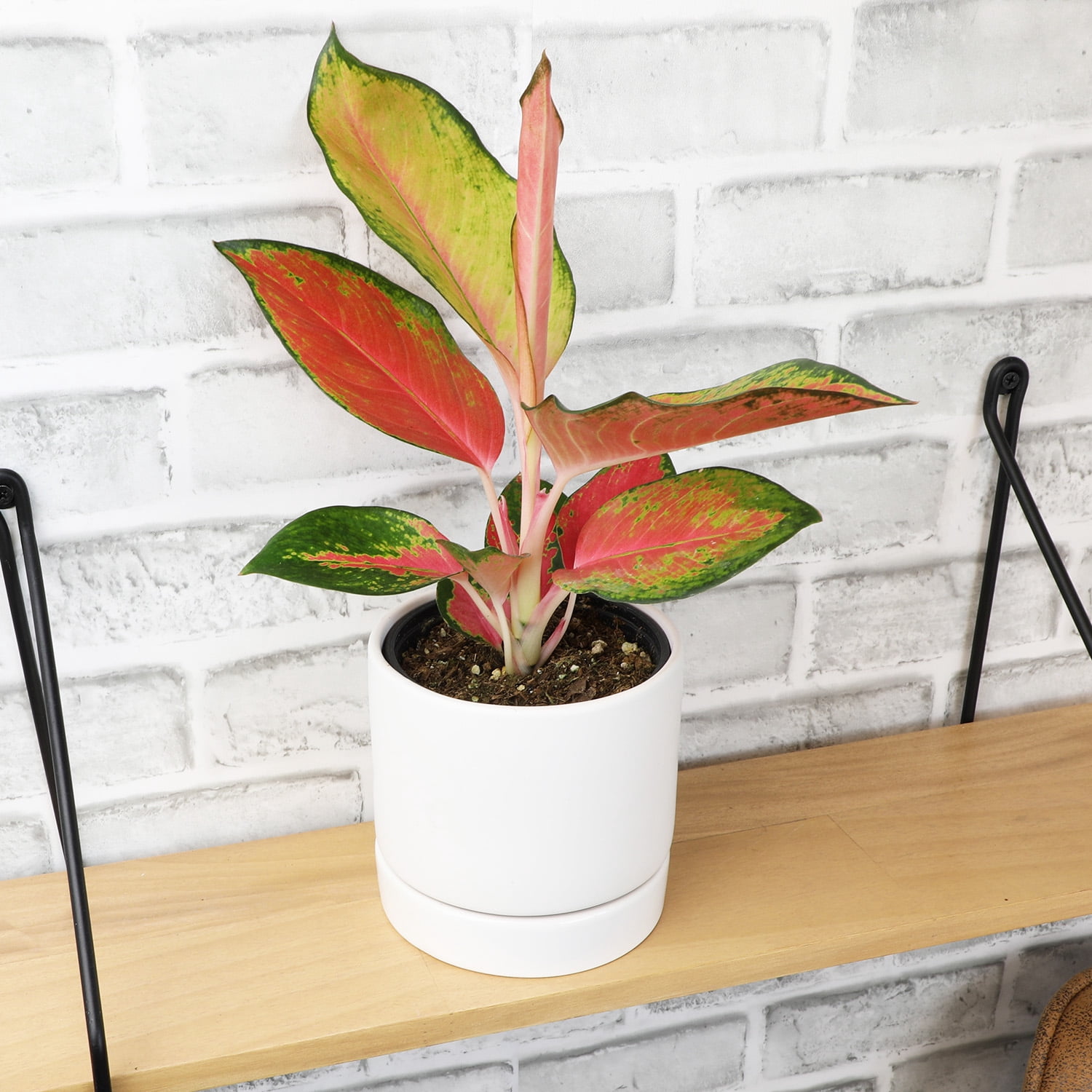 Red Aglaonema Evergreen | 4.25" Grow Pot | Easy Live Plant | Filtered Sun | Element by Altman Plants