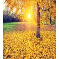 thumbnail image 3 of Forest Duvet Cover Set, Colorful Foliage in the Autumn Park Evening View Natural Inspired Picture Print, Decorative 3 Piece Bedding Set with 2 Pillow Shams, King Size, Yellow Green, by Ambesonne, 3 of 3